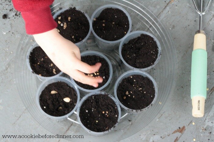 Tips and tricks starting seeds with kids 5
