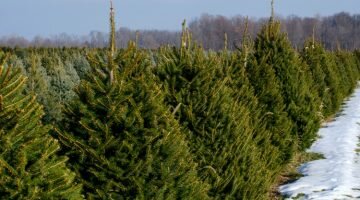 are you looking for a list of Christmas tree farms in Western MA? Here is a great list!